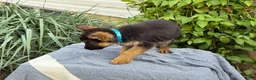 German Shepherd dogs for sale: Gabby - Ad 12
