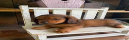 Miniature Dachshund dogs for sale: Bo - Ad 6