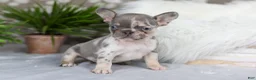 French Bulldog dogs for sale: Poppy - Ad 1