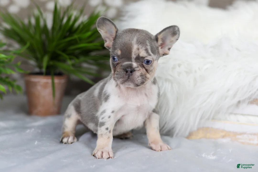 French Bulldog dogs for sale: Poppy - Ad 1