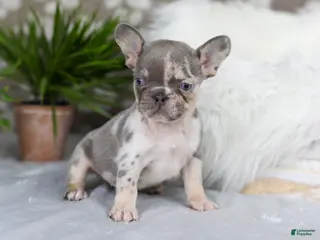 French Bulldog dogs for sale: Poppy - Ad 3