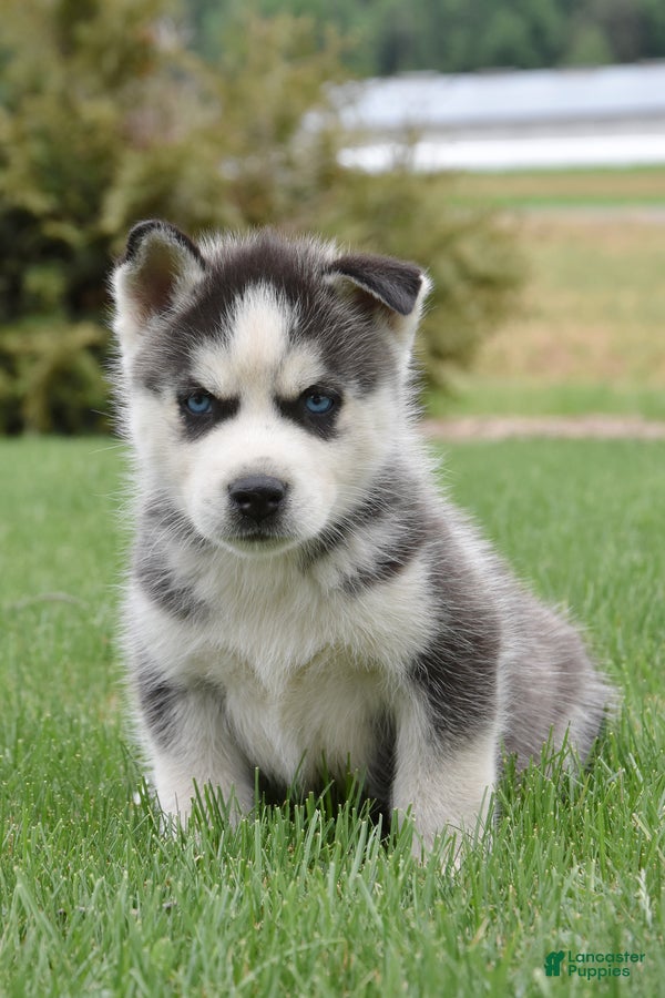 Siberian Husky dogs Smores - Ad 2