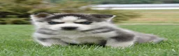 Siberian Husky dogs for sale: Smores - Ad 2