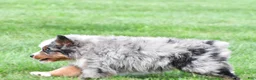 Miniature Australian Shepherd dogs for sale: Weston - Ad 9