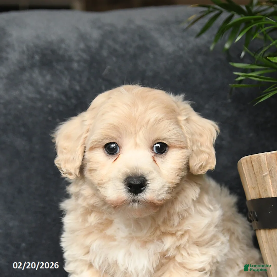 Maltipoo dogs for sale: Gorden - Ad 5