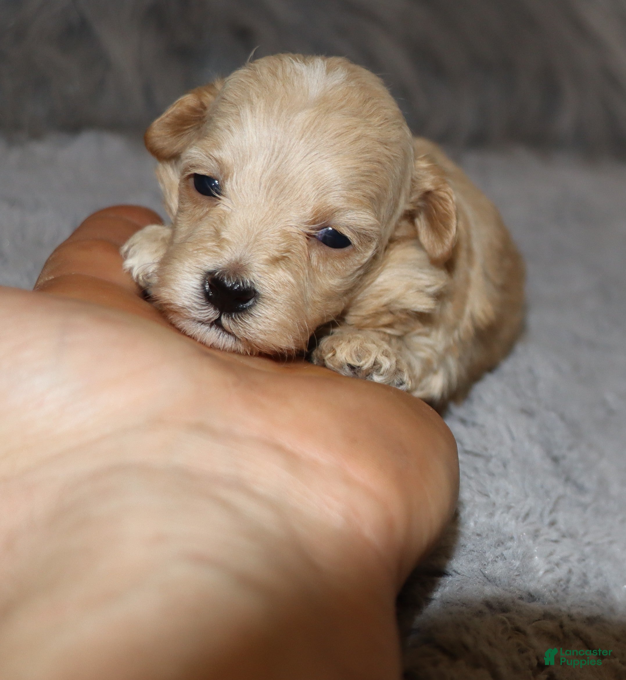 Havapoo dogs Peggy 🌷 Toy/Minature - Ad 1