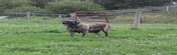 English Mastiff dogs for sale: Tammy - Ad 5
