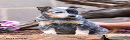 Australian Cattle Dog dogs for sale: Asher - Ad 7