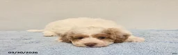 Mini Goldendoodle dogs for sale: Cody - Ad 9