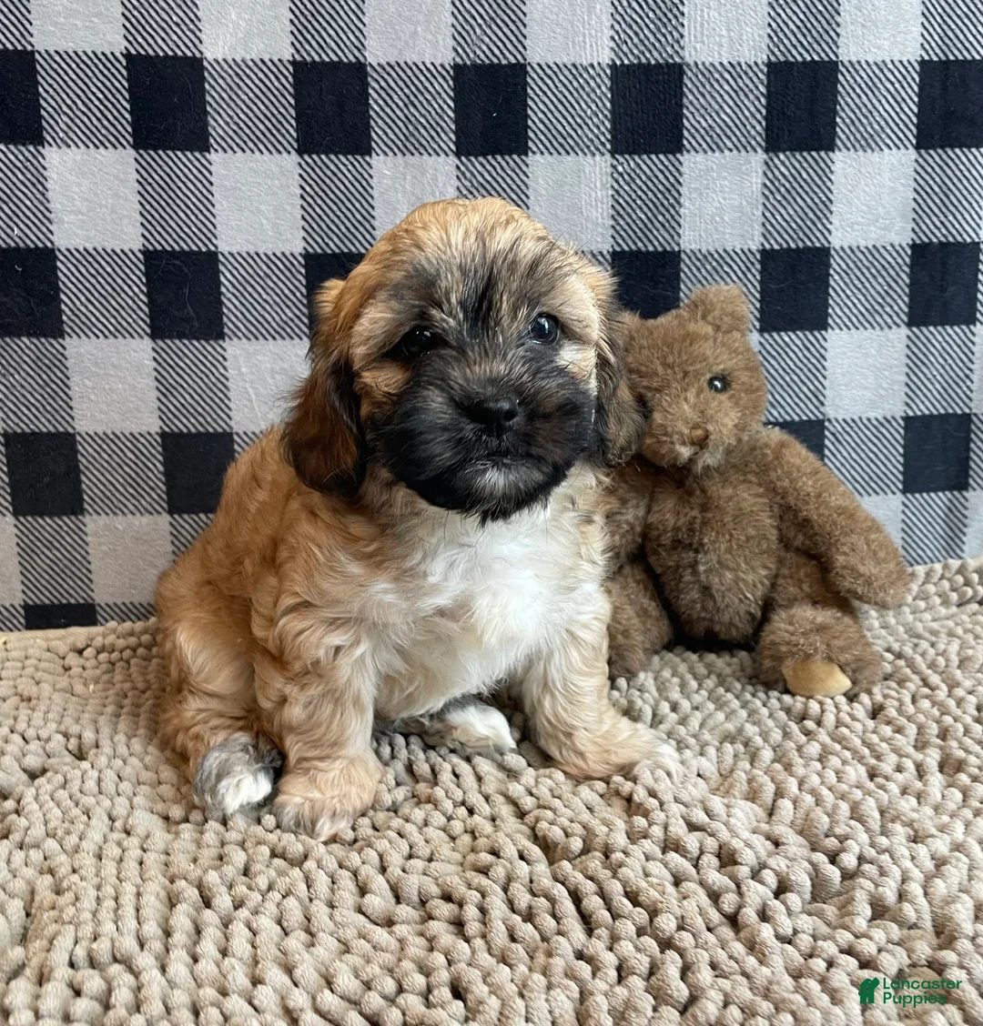 Teddy Bear dogs for sale: Sammy - Ad 15