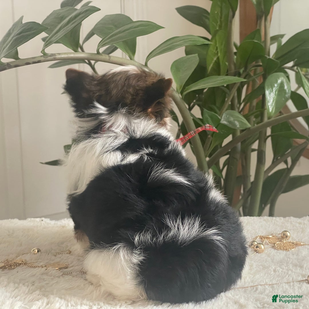 Biewer Terrier dogs for sale: Pippin - Ad 7