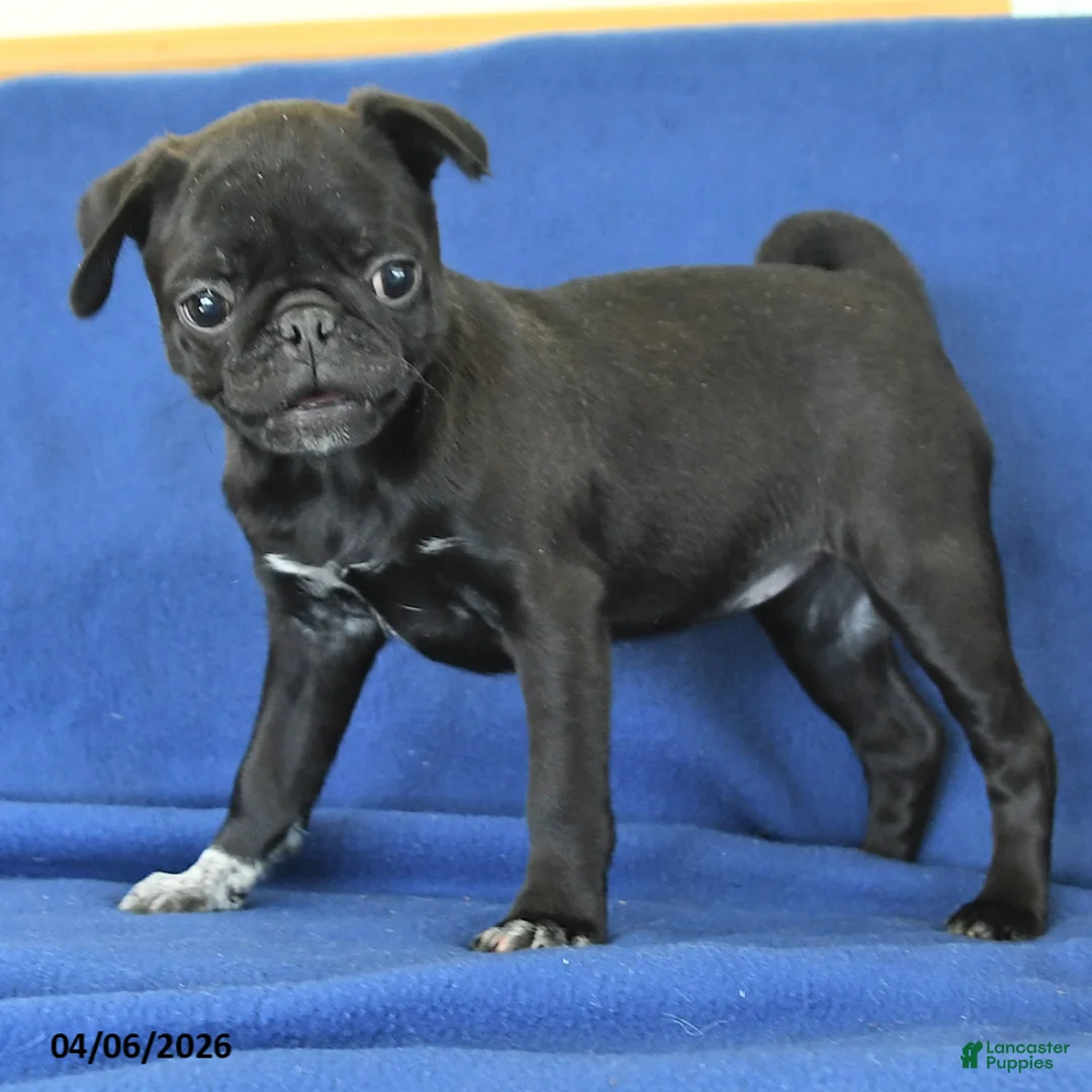 Pug dogs for sale: Jenny - Ad 3
