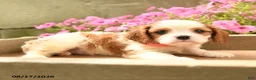 Cavalier King Charles Spaniel dogs for sale: Chester - Ad 4