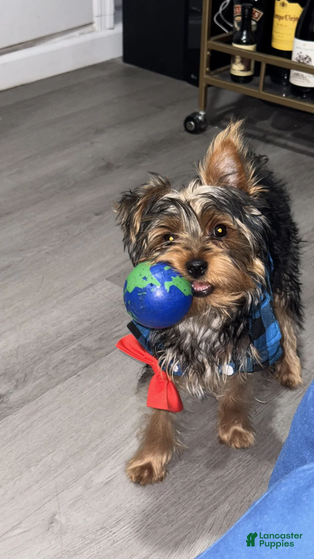 Gallery Image {{count}}