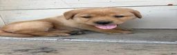 Labrador Retriever dogs for sale: Peanut - Ad 5