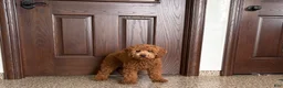 Cockapoo dogs for sale: Terry - Ad 5