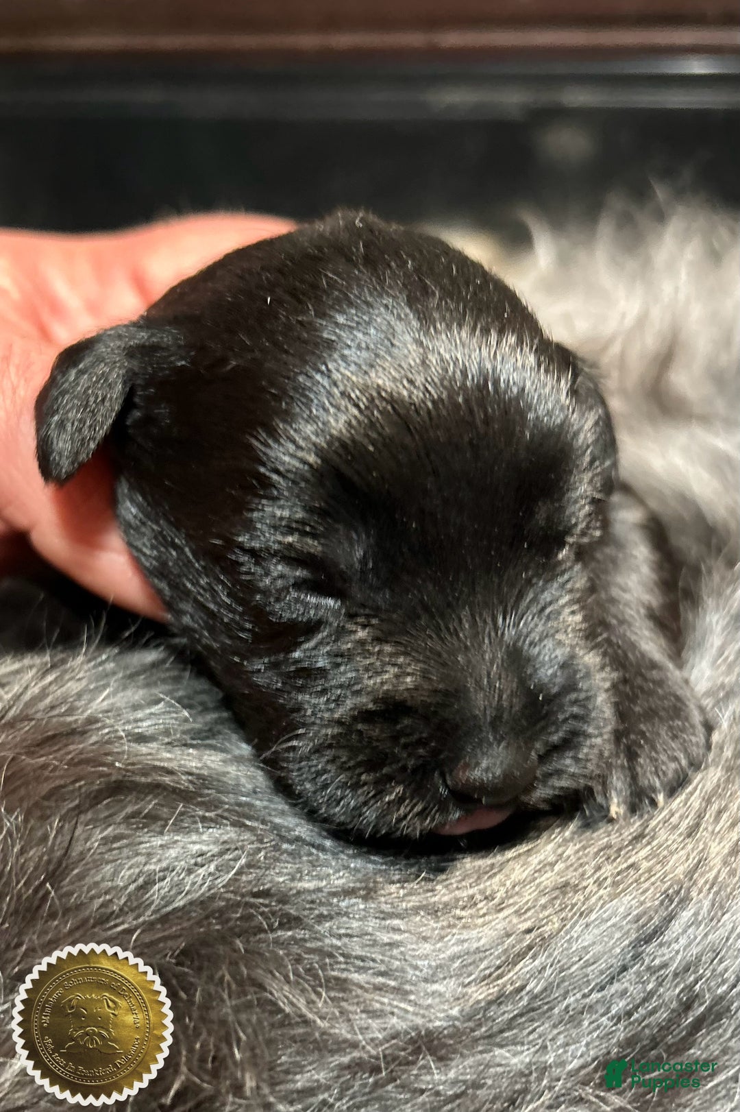 Miniature Schnauzer dogs for sale: Miniature Schnauzer Puppy 4 - Ad 15