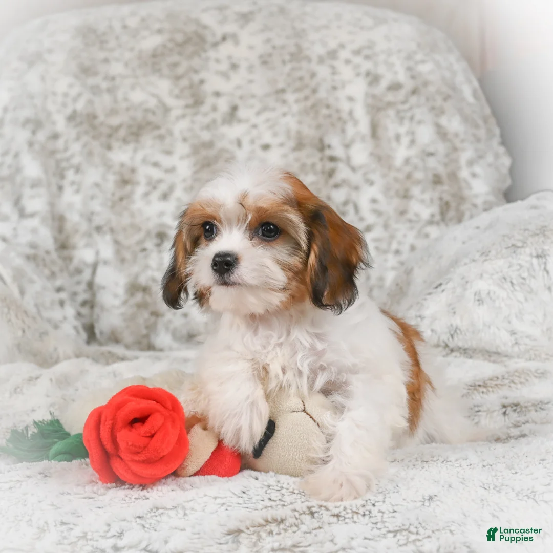 Havanese dogs for sale: Heidi - Ad 8