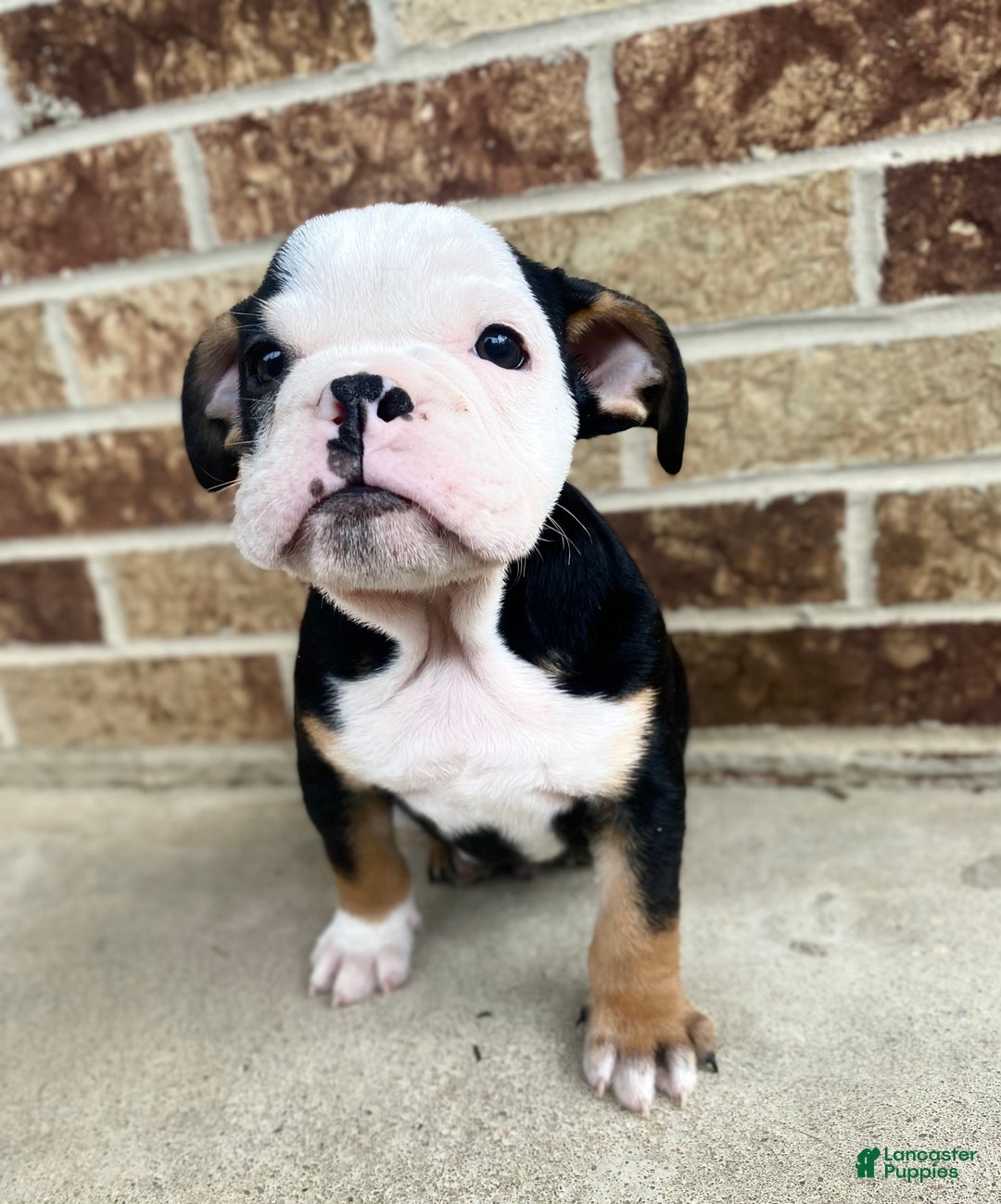 English Bulldog dogs for sale: Dali - Ad 5