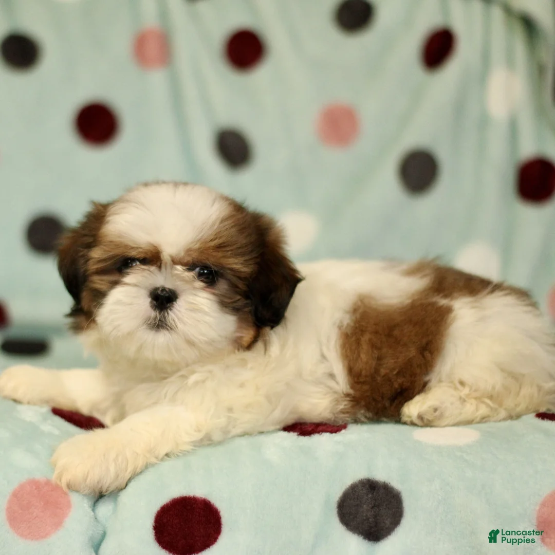 Shih Tzu dogs for sale: Bailey - Ad 2