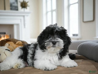 Maltipoo dogs - Ad 4