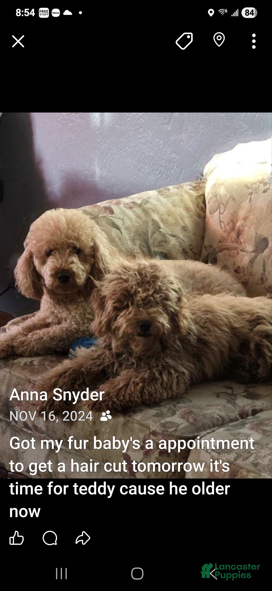 Mini Goldendoodle dogs for sale: Nova - Ad 26