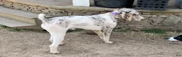 Aussiedoodle dogs for sale: Buckle - Ad 7