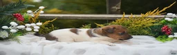Jack Russell Terrier dogs for sale: Posy - Ad 6