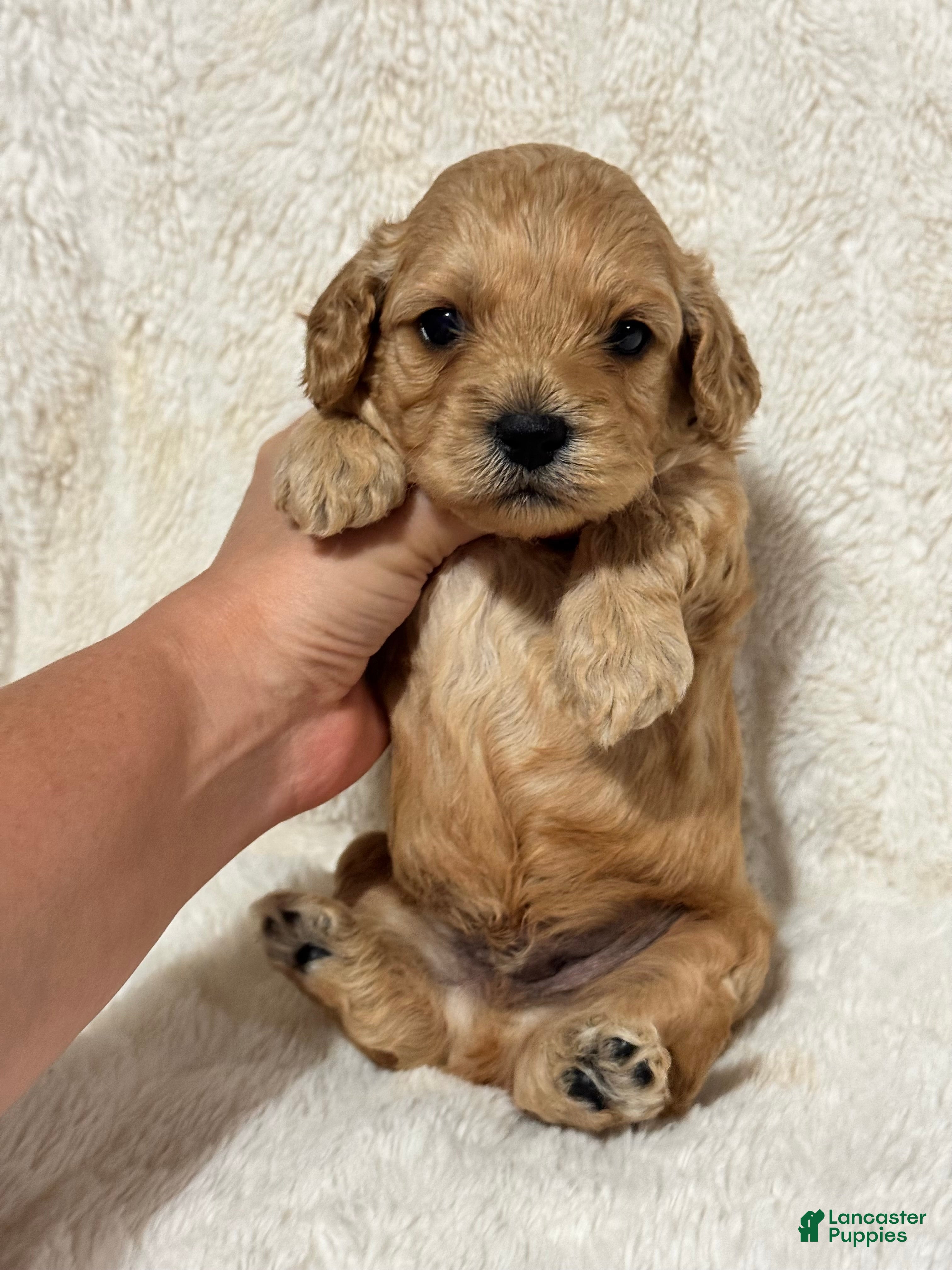 Cavapoo dogs Teddy - Ad 31