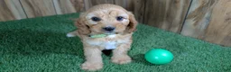 Cavapoo dogs for sale: Jazzy Boy 2 - Ad 3