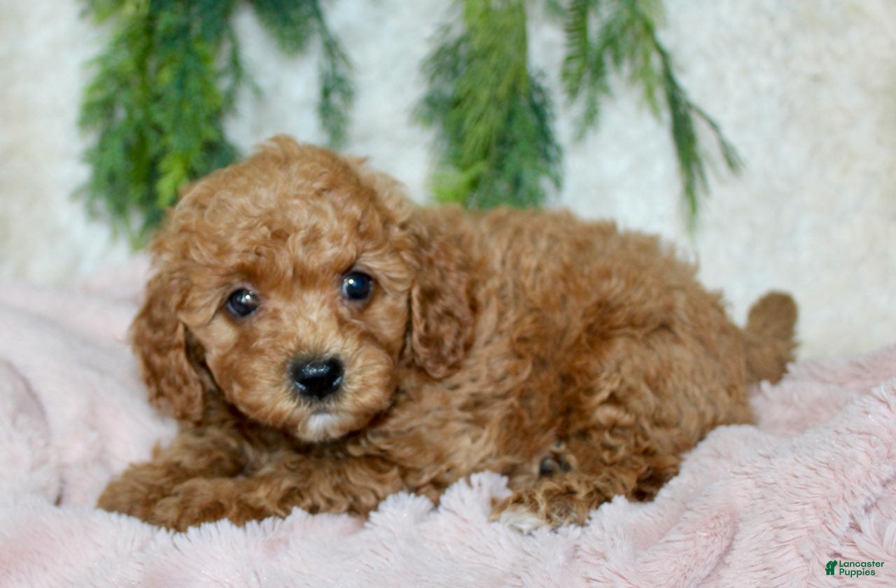Cavapoo dogs Cavapoo 6 - Ad 14