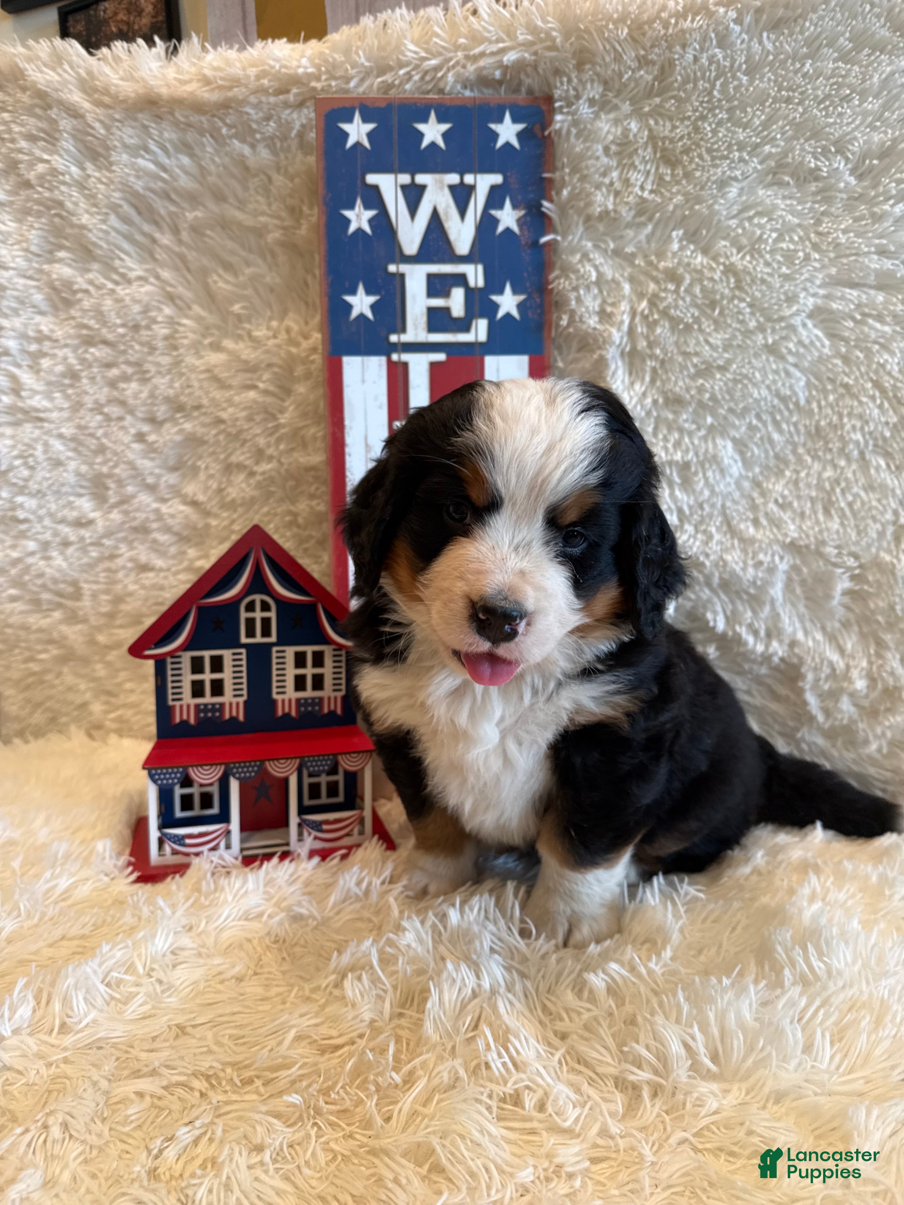 Bernese Mountain Dog dogs Dean - Ad 34
