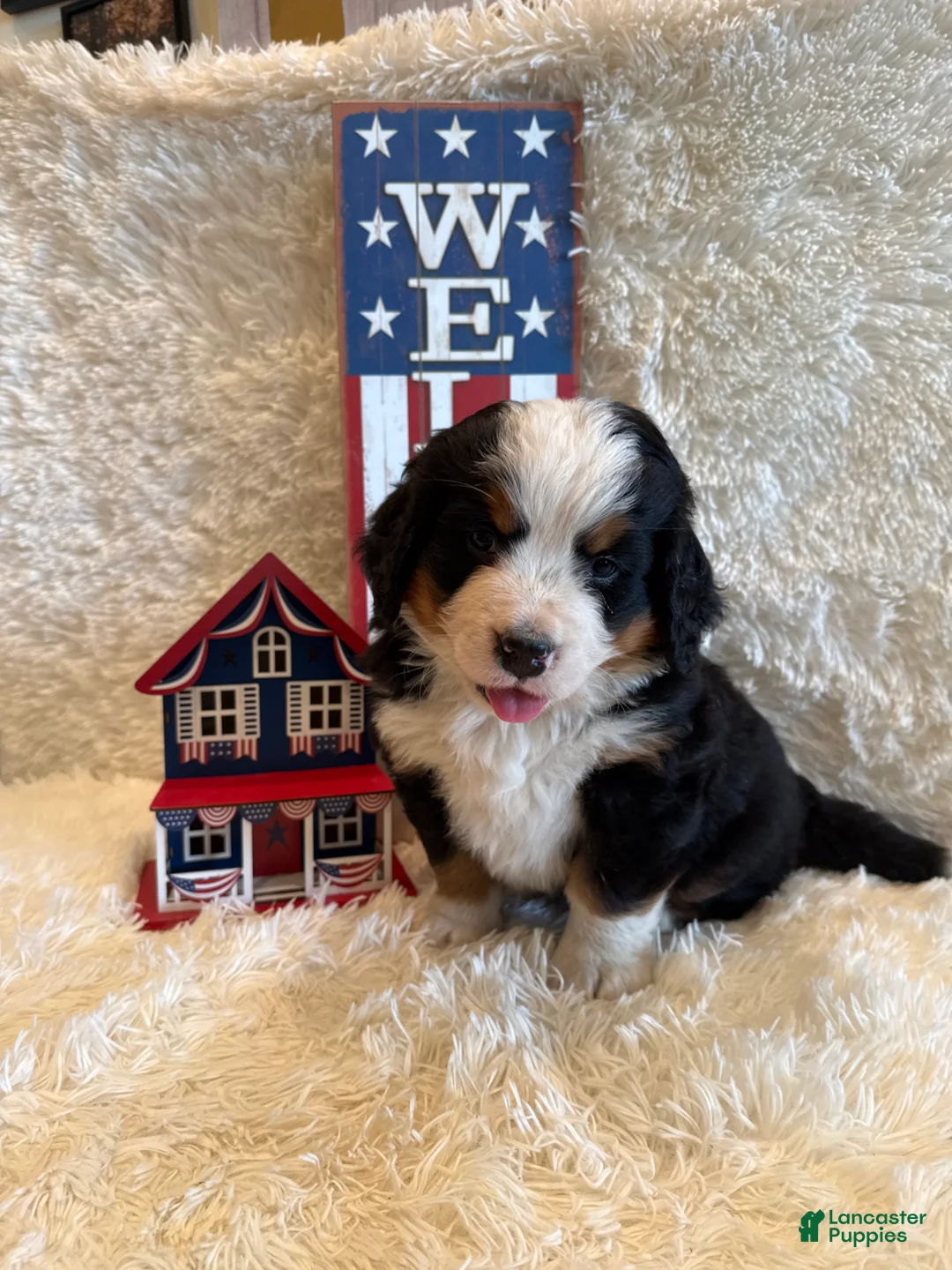 Bernese Mountain Dog dogs for sale: Dean - Ad 1