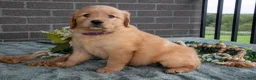Golden Retriever dogs for sale: Emily - Ad 3