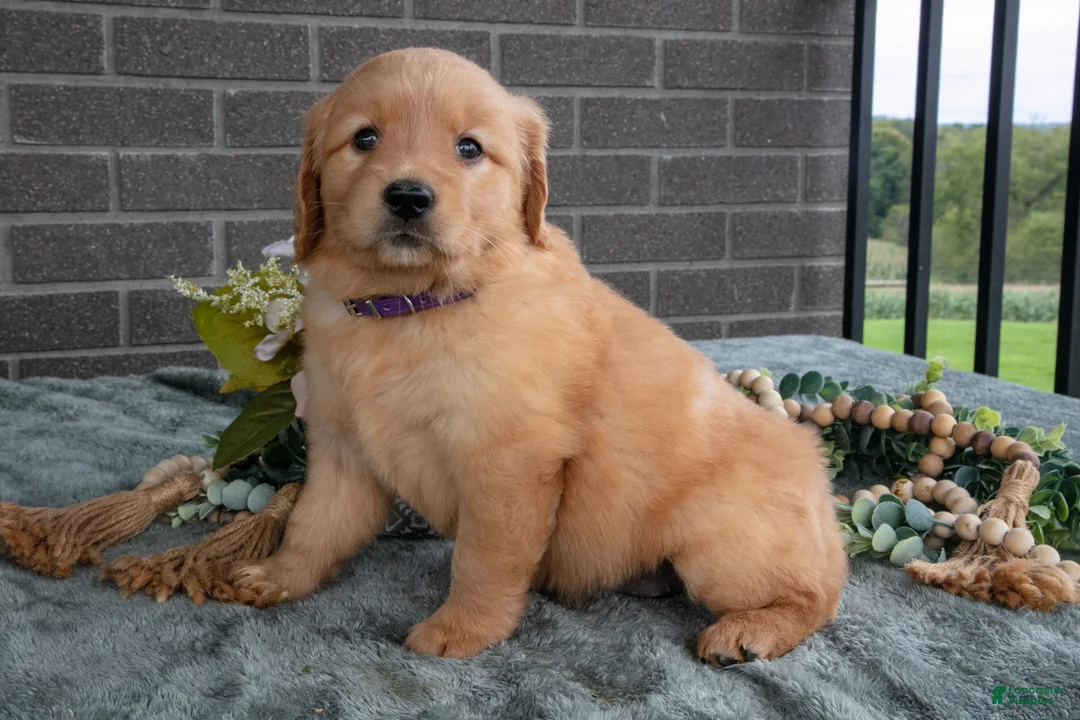 Golden Retriever dogs for sale: Emily - Ad 3