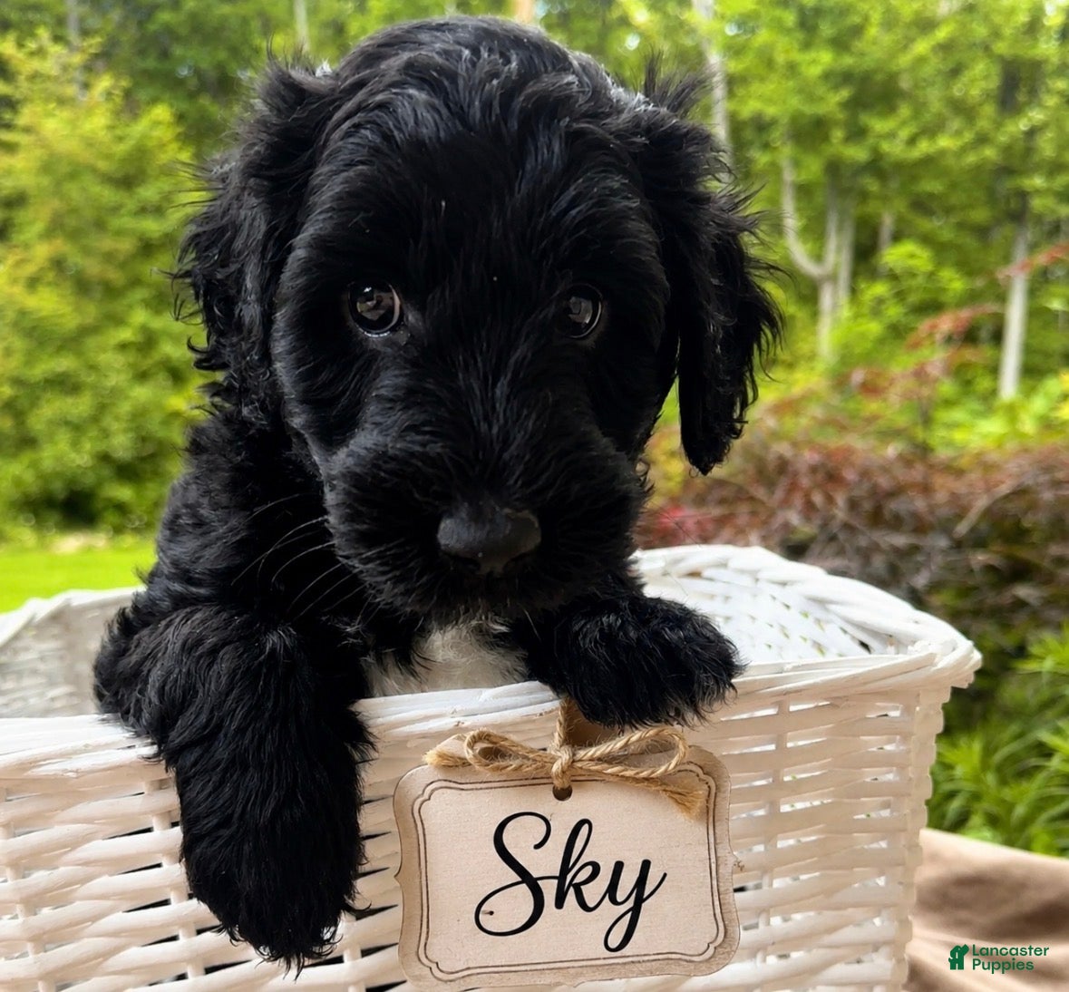Goldendoodle dogs Sky - Ad 1