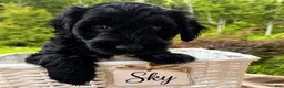 Goldendoodle dogs for sale: Sky - Ad 1