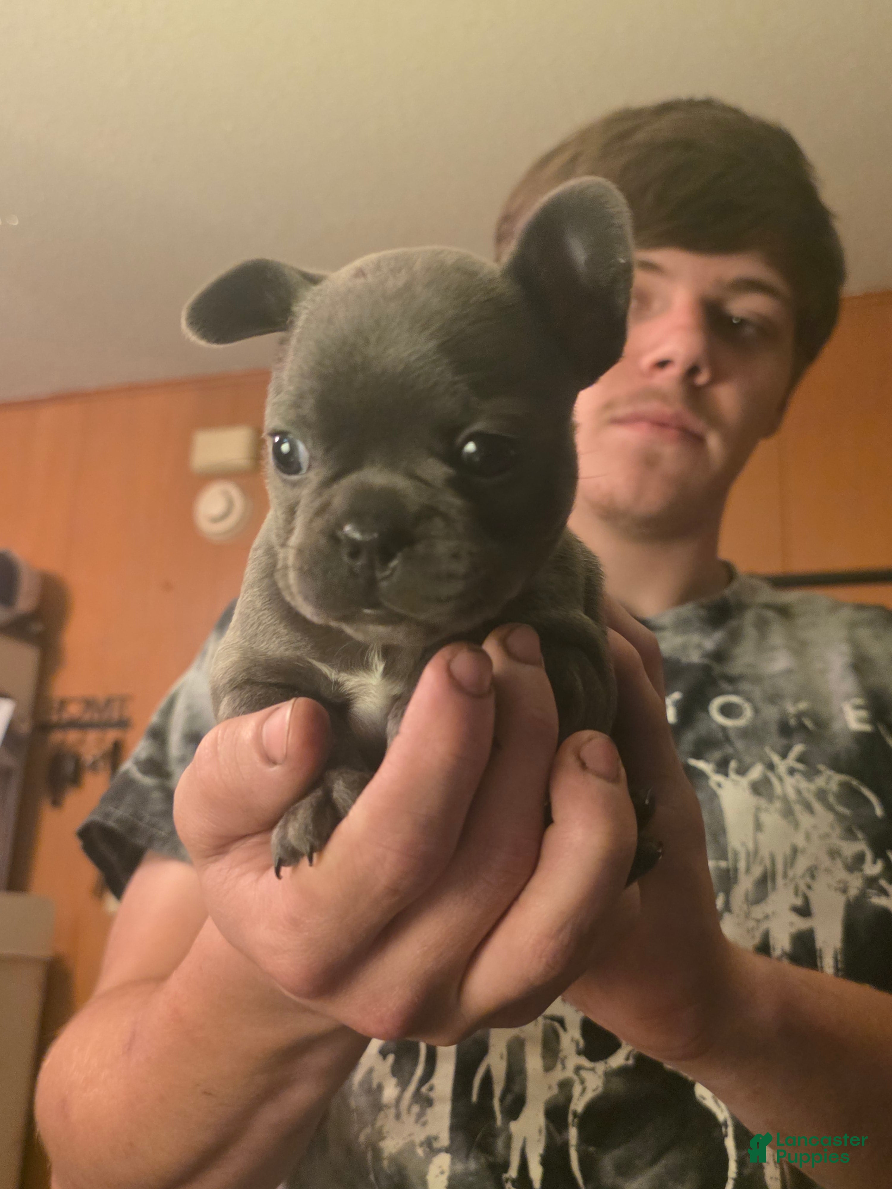 Frenchton dogs Runt  - Ad 1