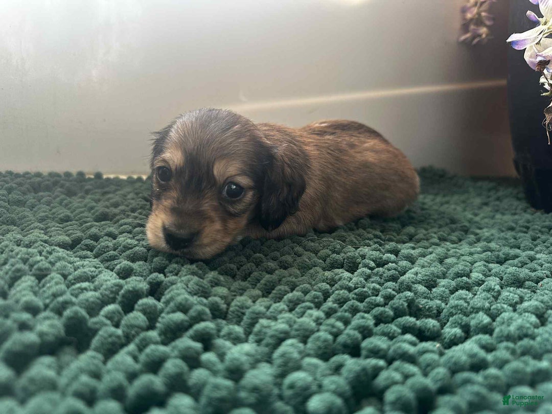 Dachshund dogs for sale: Mickey - Ad 17