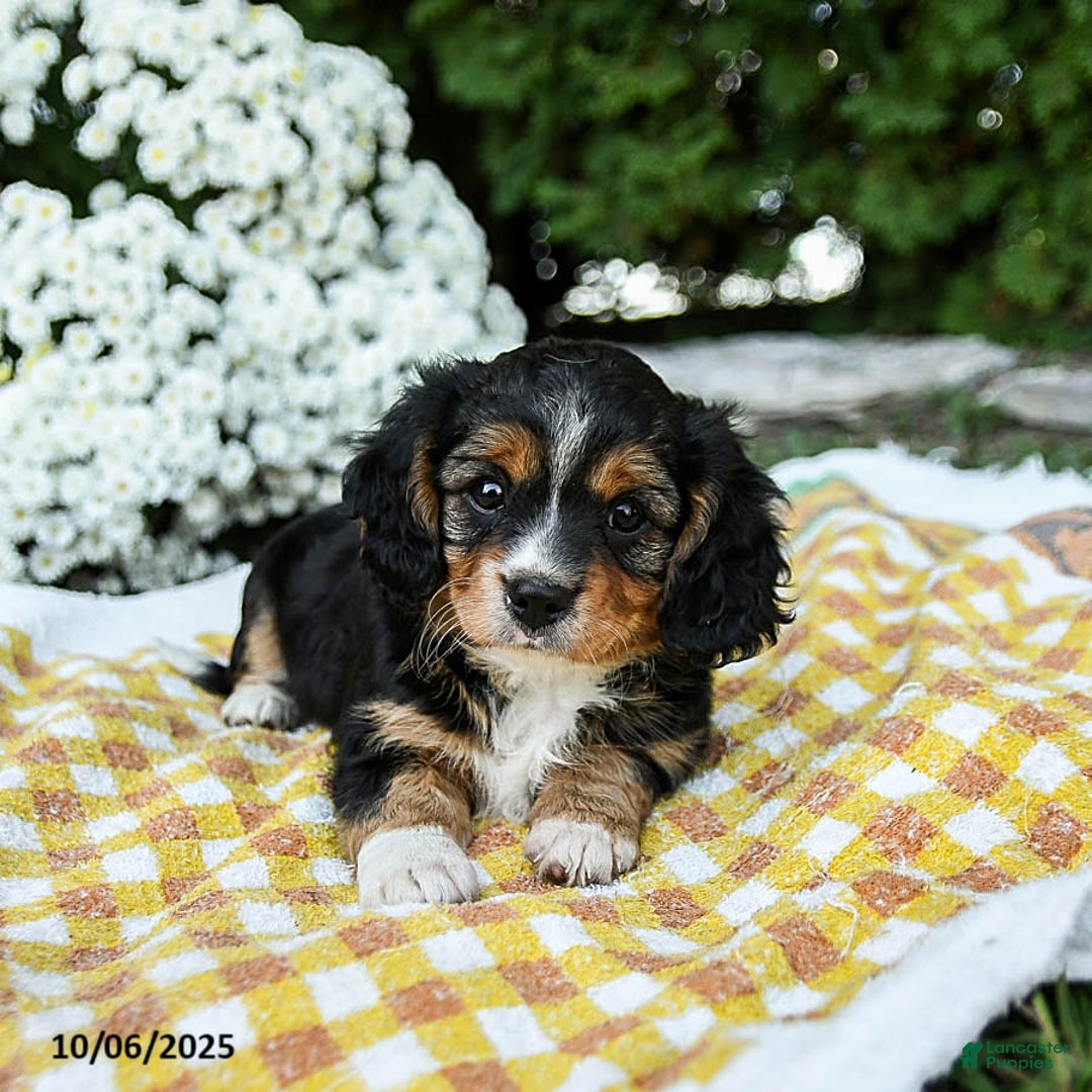 Mixed Breed dogs for sale: Vivian - Ad 2