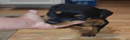 Rottweiler dogs for sale: Lucy - Ad 7