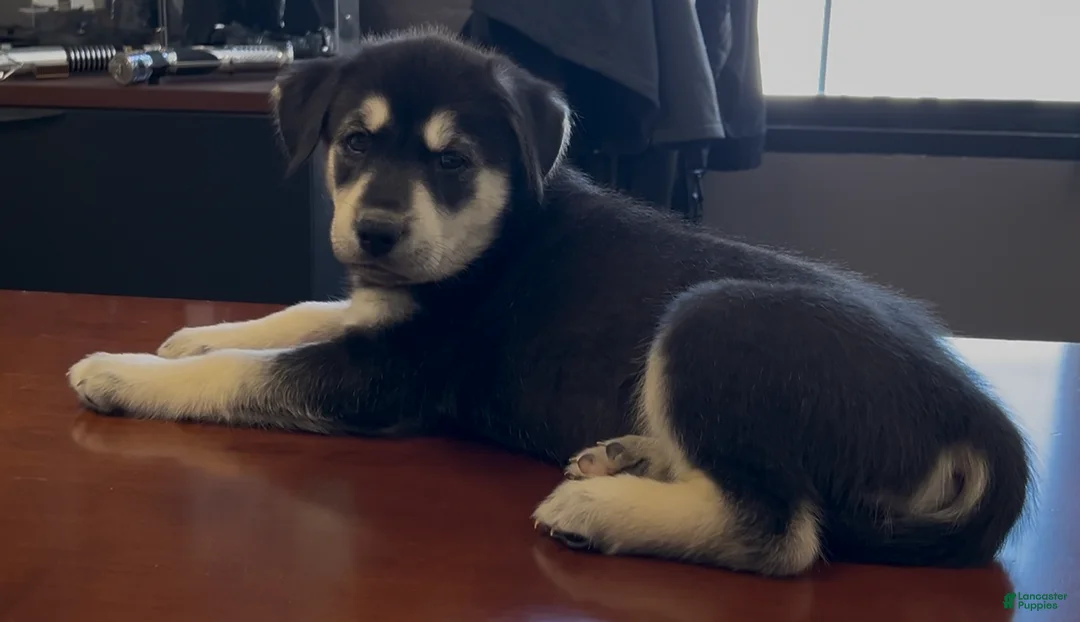 Goberian dogs for sale: Goberian Puppy 10 (Teal) - Ad 1