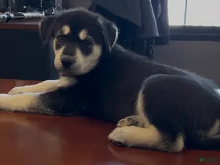 Goberian dogs Goberian Puppy 10 (Teal) - Ad 21