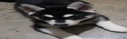 Siberian Husky dogs for sale: Siberian Husky 4 - Ad 7