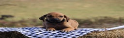 Rhodesian Ridgeback dogs for sale: Colt - Ad 2