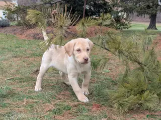 Labrador Retriever dogs Buddy - Ad 16