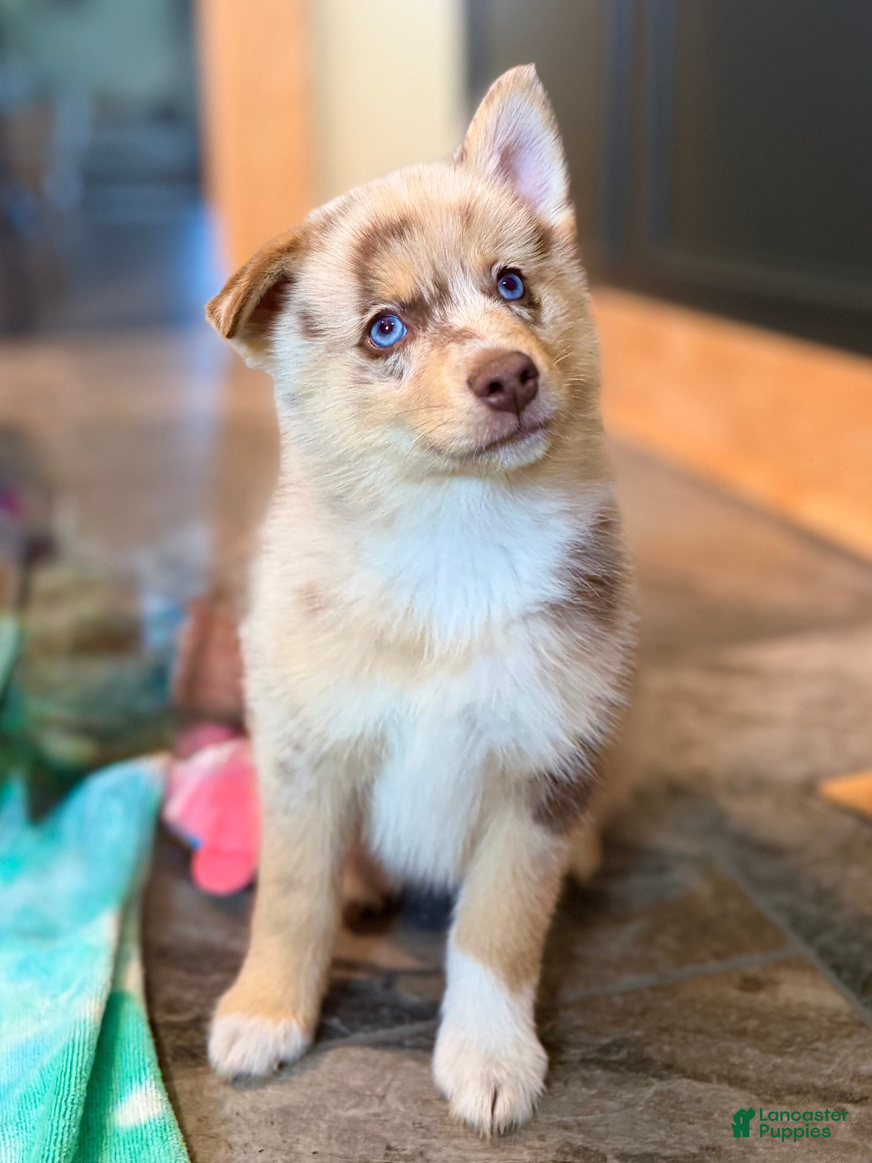 Pomsky dogs Leo - Ad 2