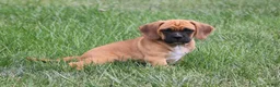 Puggle dogs for sale: Buster - Ad 2