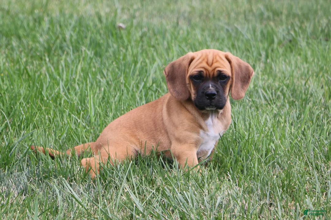 Puggle dogs for sale: Buster - Ad 2