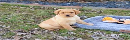 Labrador Retriever dogs for sale: Eddie - Ad 8